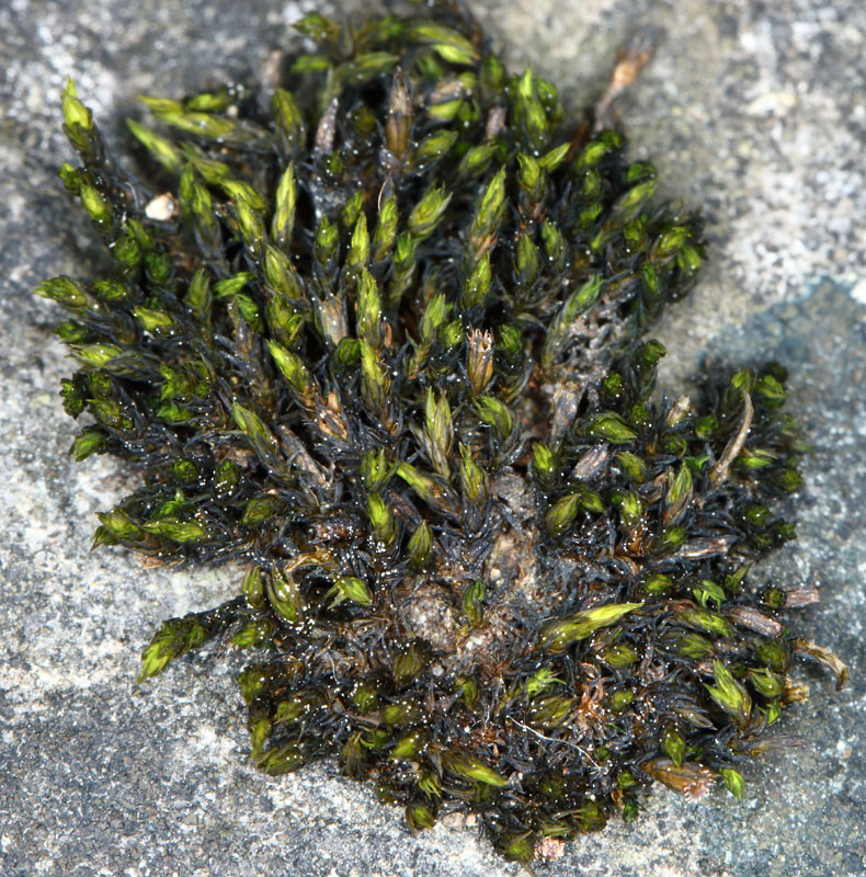 Schistidium rivulare